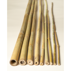 Tuteur Bambou Naturel 210cm pcs