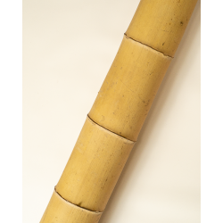 Bambou Déco Gros Diamètre 295cm