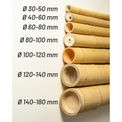 Bambou Gros Diamètre 590cm