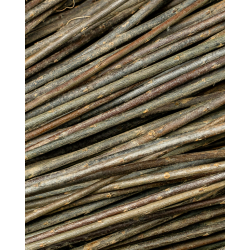 Osier brut polyvalent – Purvil (hybride français)