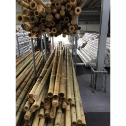 Bambou Déco Gros Diamètre 295cm