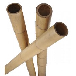 Bamboo Pole length 590cm