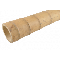 Bambou Gros Diamètre 590cm