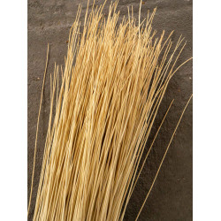 White willow 