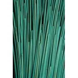 Paille de Seigle Verte