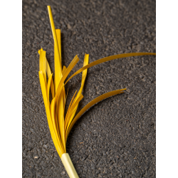 Paille de seigle jaune aplanie