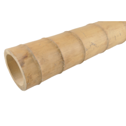 Bambou Gros Diamètre 590cm