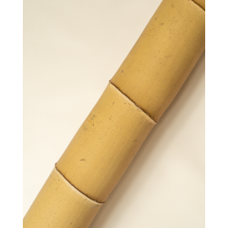 Bambou Gros Diamètre 590cm